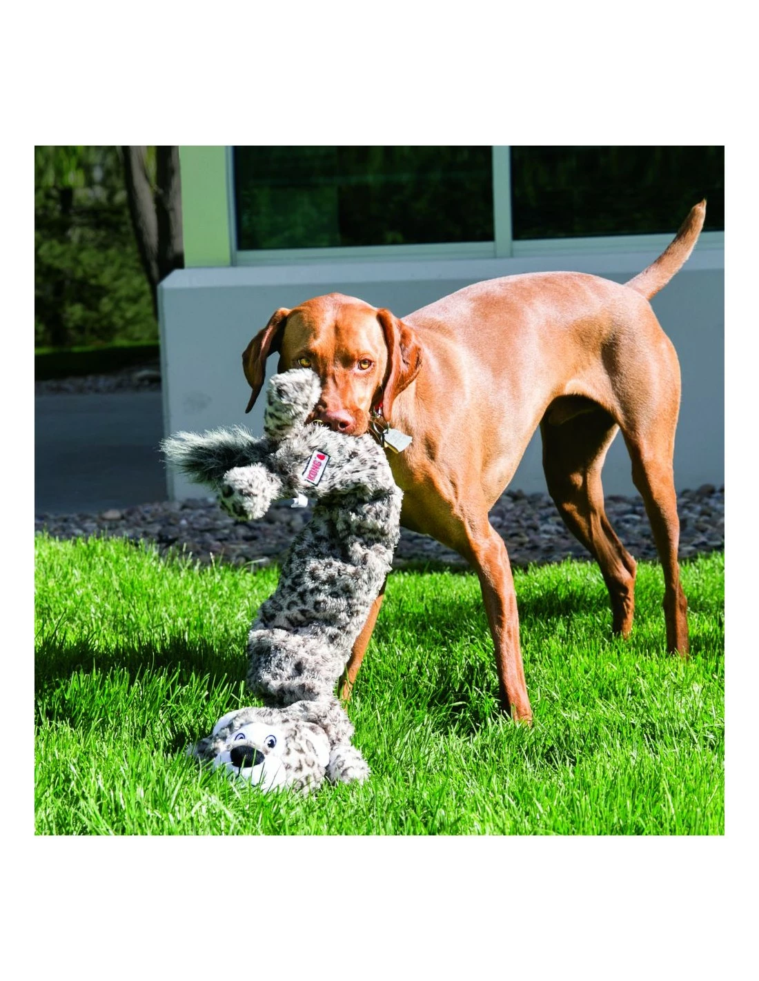 KONG - Jumbo Leopard